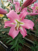 [5645 VH75 No02.JPG]